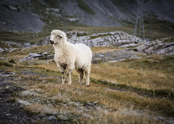 Valere C 211 Lejlighed Leukerbad